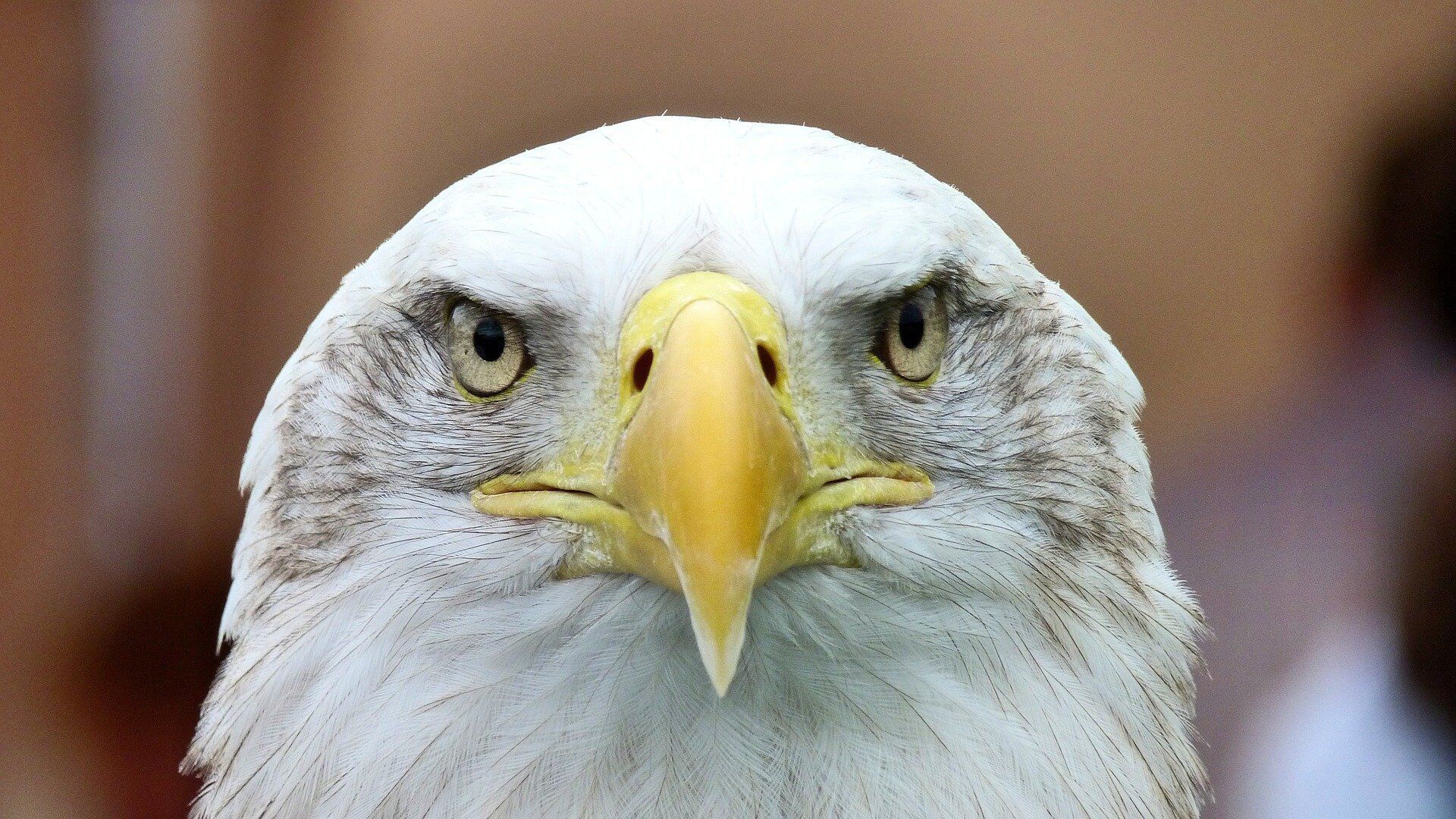 Spot bald eagles on a live stream